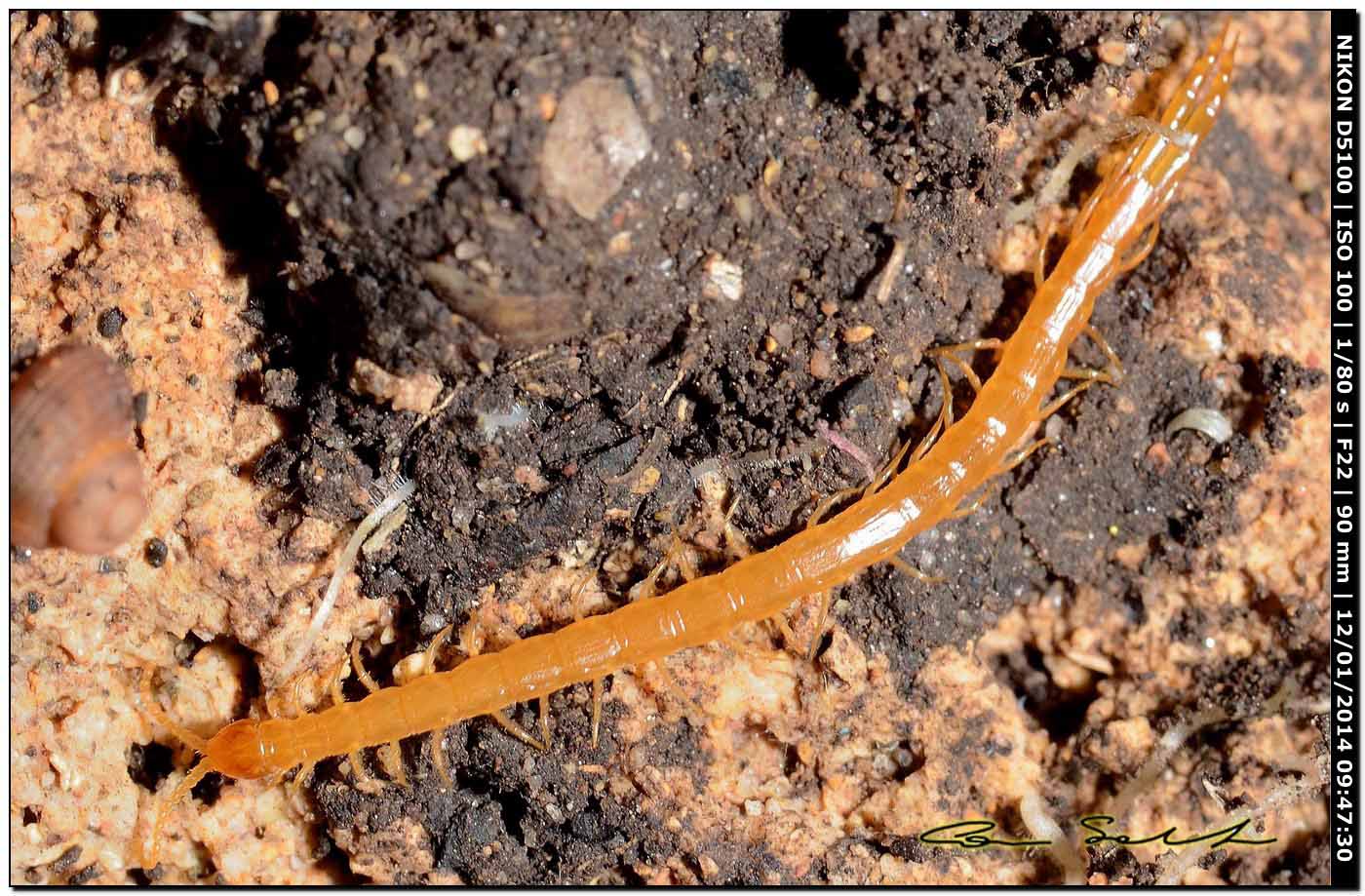 Geophilidae? No, Scolopendridae genere Cryptops